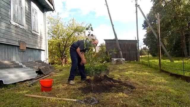 Сажаем ЯБЛОНЮ смотреть онлайн