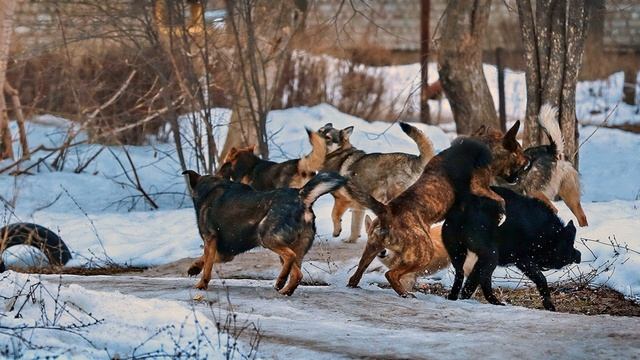 Что делать при встрече с собакой и как защитить себя при нападении.