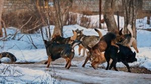 Что делать при встрече с собакой и как защитить себя при нападении.