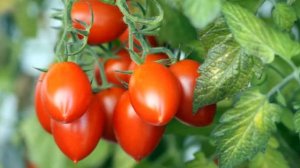 Производство химических удобрений как бизнес идея