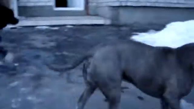 стафорд дёма и алабай грей.MPG смотреть онлайн