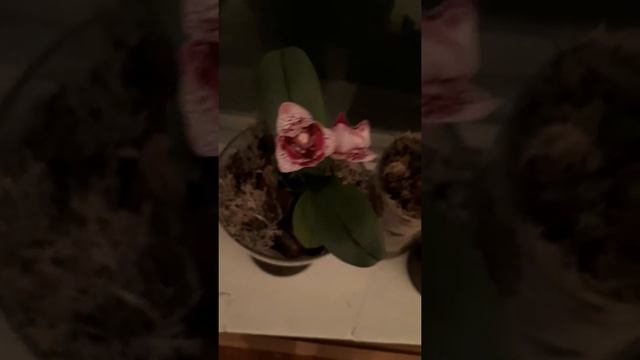 Фитолампа для орхидей (начало) смотреть онлайн