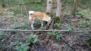 акита ину на охоте