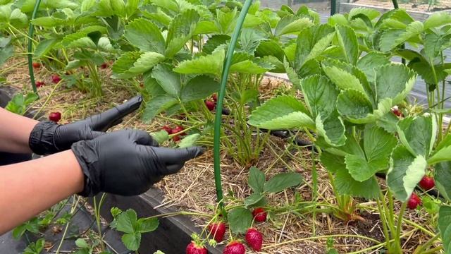 Сорт клубники Клери смотреть онлайн