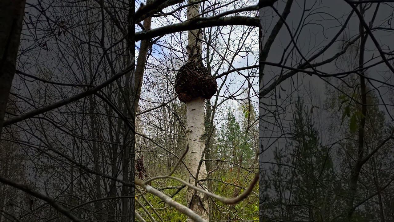 Большой сувель! Как вам такое ? Есть еще килограмм под 50 Сувель! смотреть онлайн