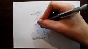 Guillemot drawing. Кайра рисунок