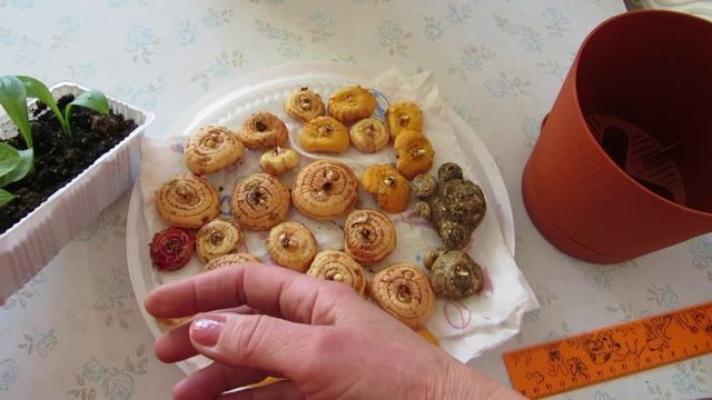 МАРТ(часть4) ЦВЕТНЫЕ КАЛЛЫ ПОСЛЕ ЗИМНЕГО ПОКОЯ. смотреть онлайн