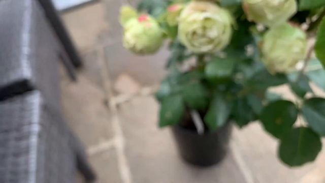 Rose Wedding Piano | Hybrid Tea Rose from Tantau | Rose Garden | Cut Flowers смотреть онлайн