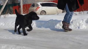 Питомник САО " Авторитет Догс"  представляет щенка Живанши 4.5 мес.