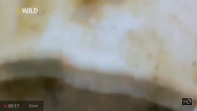 Детёныши крокодилов в дикой природе. Вылупление кракадилов. Размножение кракадилов. смотреть онлайн