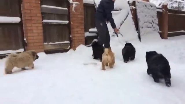 Щенки чау-чау питомника "Фортуна и Фавн" -13 смотреть онлайн