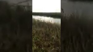 Рыбалка в Алтайском крае,Шимолино