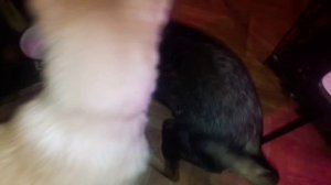 Воспитательница которую не слушают детишки.