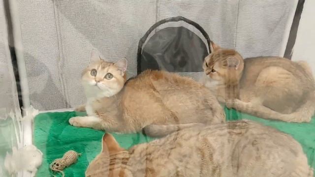 Кошко-дети. Москва, ВДНХ ,ТЦ "РМ" #Выставкакотят #Котята #Кошки #Выставка