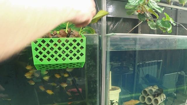 Фито горшок для аквариума смотреть онлайн