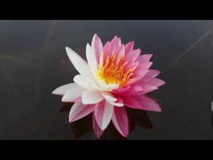 Нимфея Jakkapan (Джаккапан)  кувшинка, waterlily, водные растения, пруд