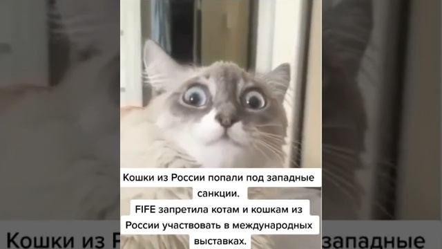 Котэ в шоке.
