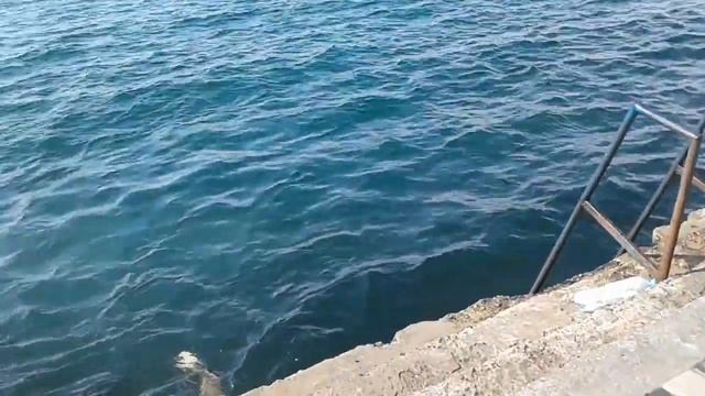 ШОК!!! АКУЛА ПОЕДАЕТ ЛЮДЕЙ В ЧЕРНОМ МОРЕ смотреть онлайн