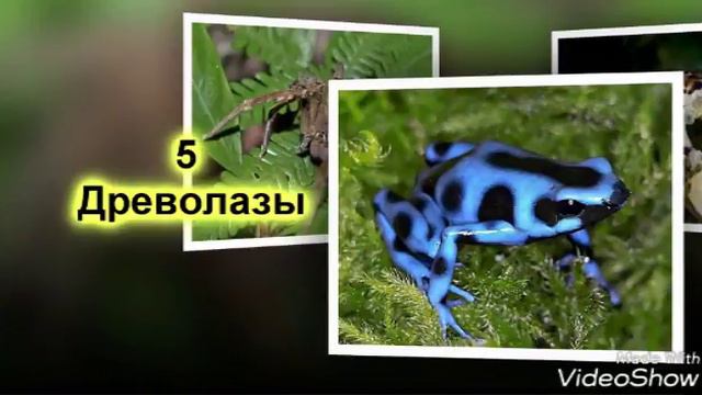 Топ:10 самых ядовитых животных в мире!!! смотреть онлайн