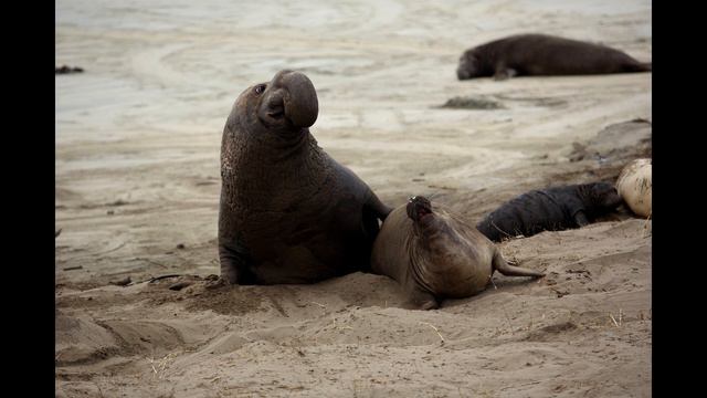 Северный морской слон смотреть онлайн