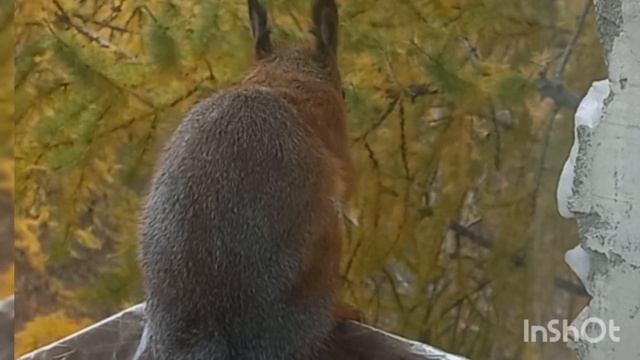 Добрая традиция - ранний завтрак у Битси и ланч у Моти. смотреть онлайн