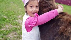 ЖАРИМ#сВАРИМ#ЗДОРОВЬЕ ТЕЛЕНКА#ОСЛЫ#