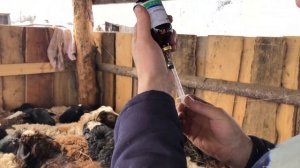 Обработка овец перед пастбищем