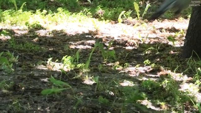 Вяхирь строит гнездо || wood pigeon building a nest смотреть онлайн