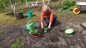 БАКЛАЖАНЫ. Как посадить рассаду баклажан. ПОСАДКА БАКЛАЖАН В ОТКРЫТЫЙ ГРУНТ