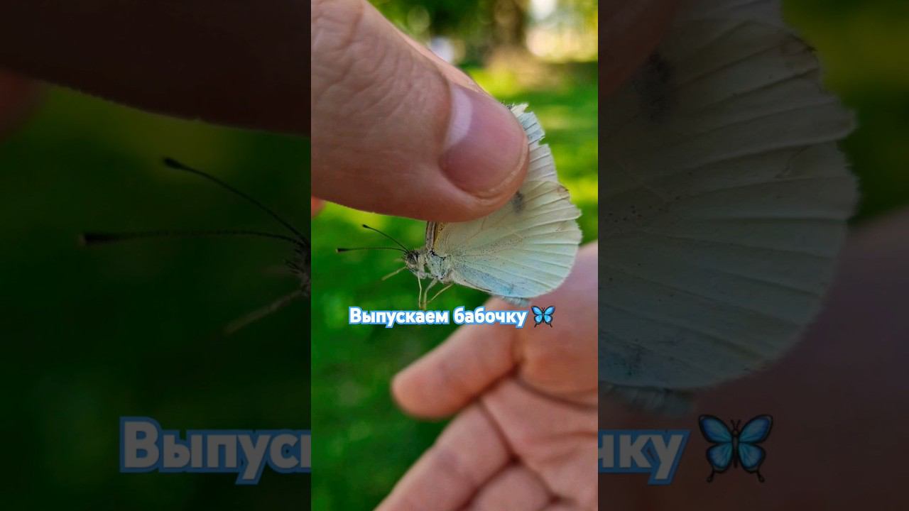 выпускаем бабочку #миссалисакидс