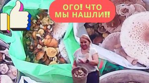 ГРИБНАЯ ОХОТА! ЧТО МЫ НАШЛИ? И ЧТО СОБРАЛИ?!