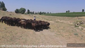 Гиссарские овцы и аборигенные САО Таджикистана саги дахмарда Ходжи Абдухалима