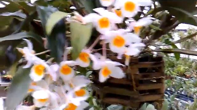 Dendrobium farmeri, Species Orchid смотреть онлайн