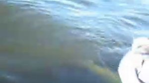 Ловля сома на квок. Волгоградское водохранилище. Вываживание.