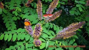 Аморфа кустарниковая (amorpha fruticosa) ? кустарниковая аморфа обзор: как сажать, саженцы аморфы