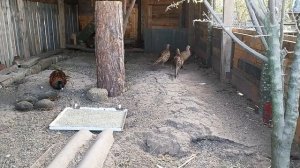 Вольер с фазанами из дикой природы. Как содержать фазанов в домашних условиях