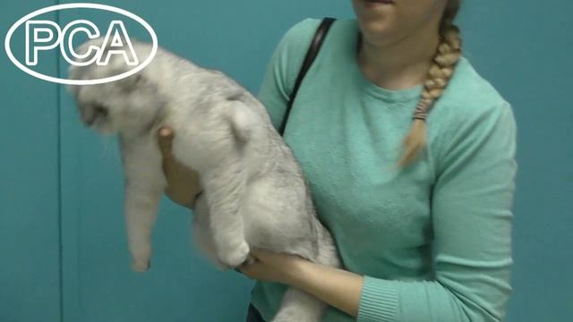 Шотландская кошка. Выставка кошек PCA on-line. смотреть онлайн