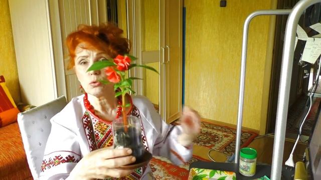Садовое чудо-бальзамин! Посадка, выращивание и уход.