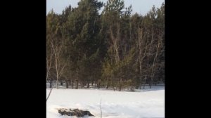 Дикая коза, олень, козуля или косуля? Вопрос простой, а поставил в тупик...