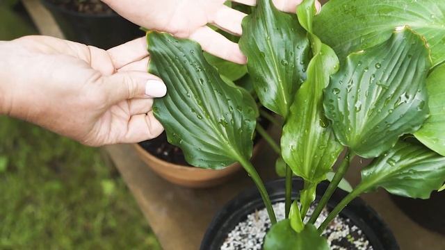 Зелёные хосты, преимущества сортов, разнообразие оттенков, экспозиция в БИН РАН смотреть онлайн