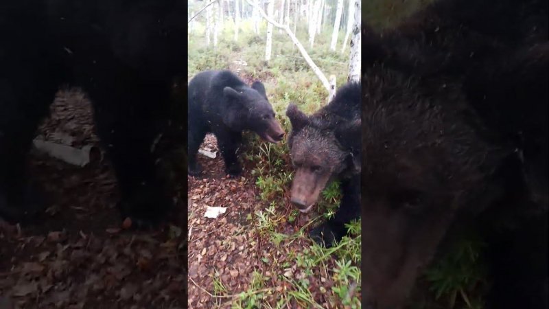 Медведи вяло шалят.  #bear