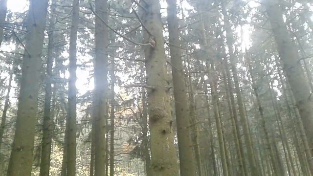 ПРИРОДА МИНСКОГО ЛЕСА! БЕЛОЧКА ГРЫЗЕТ ОРЕХ! смотреть онлайн