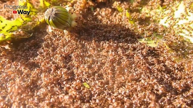 Я НЕ ВЕРИЛ, НО ОТ МУРАВЬЕВ ПОМОГЛО СРАЗУ ЖЕ! МУРАВЬИ УШЛИ ПРЯМО НА ГЛАЗАХ! смотреть онлайн