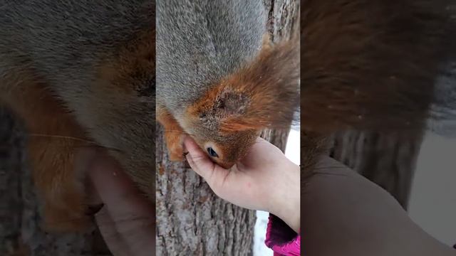 Белка ест семечки с детской ладошки / Squirrel eats seeds from a child's palm