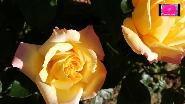 КАКИЕ РОЗЫ ЗИМУЮТ БЕЗ УКРЫТИЯ смотреть онлайн