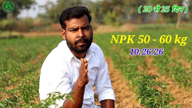 मिर्च में कौन सा खाद डालें || Mirch me konsa khad dale step by step