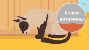Почему кошки и собаки не могут есть шоколад или другие продукты?