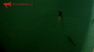 Открытие завода по выращиванию трепанга