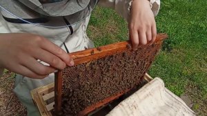 ПОЙМАННЫЙ РОЙ ОКАЗАЛСЯ БЕЗ МАТКИ ! ЖИВУТ 15 ДНЕЙ!