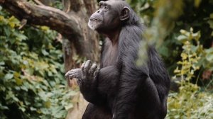 Зачем нужны ЗООПАРКИ | Животные в зоопарке